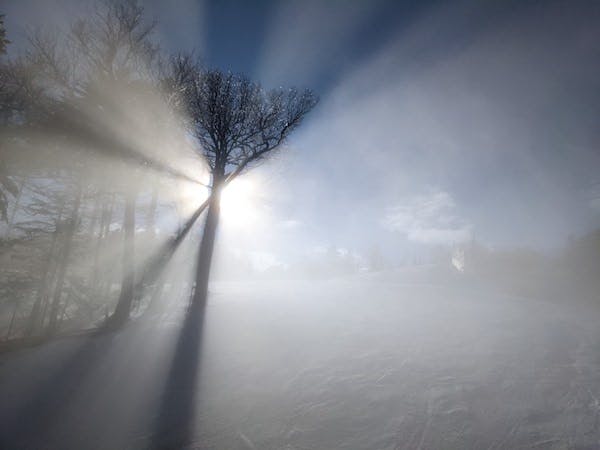 Fog passing in front of a tree as the sun shines behind it, exaggerating the shadow of the tree, its trunk, and its branches